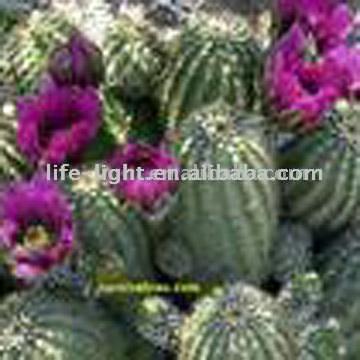  Cacti Capsule (Кактусы Capsule)