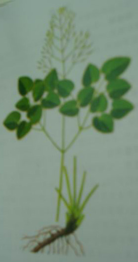Epimedium PE (Epimedium PE)