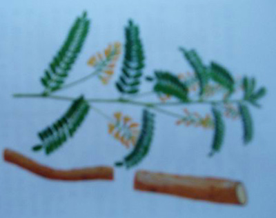  Astragalus Root PE (Astragalus Root PE)