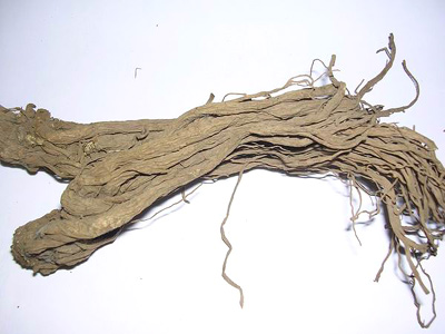  Chinese Angelica Root PE (Angélique chinoise Root PE)