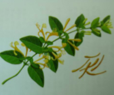  Honeysuckle Flower PE ( Honeysuckle Flower PE)