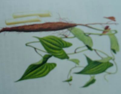 Wild Yam (Dioscorea villosa) PE (Wild Yam (Dioscorea villosa) PE)