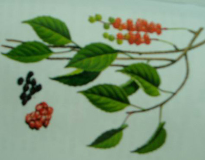 Schisandra Chinesis PE (Schisandra Chinesis PE)