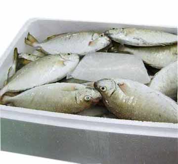  Iced Rabbitfish (Iced Rabbitfish)