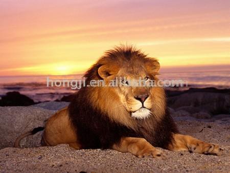  Animal Designs Blanket ( Animal Designs Blanket)