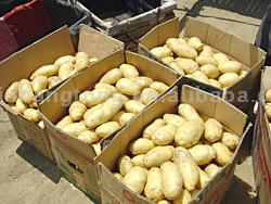  Fresh Potato (Pommes de terre fraîches)