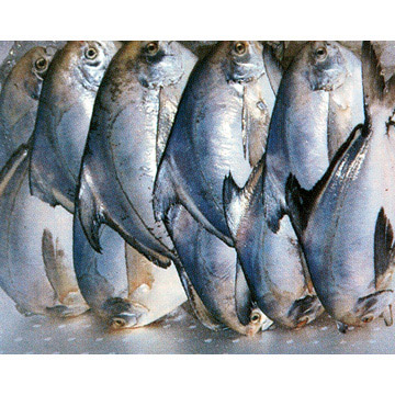  Frozen Black Pomfret (Frozen Black Pomfret)