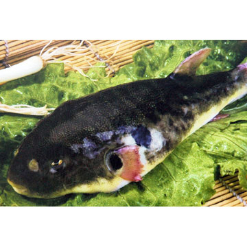  Frozen Gastrophysus Spadiceus (Замороженные Gastrophysus Spadiceus)