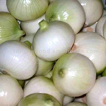  Fresh White Onion (Oignons blancs frais)