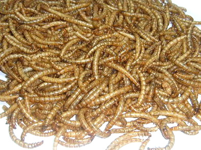  Dry Mealworm (Сухие хрущак мучной)