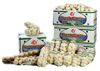  Fresh Garlic (L`ail frais)