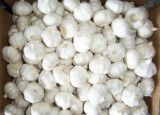  Fresh Garlic (L`ail frais)