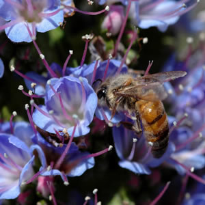  Water-Soluble Propolis (Soluble dans l`eau Propolis)