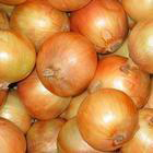  Onion (Лук)