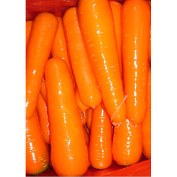  Carrot (Морковь)