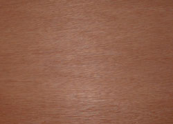  Bingtangor (Bingtangor)