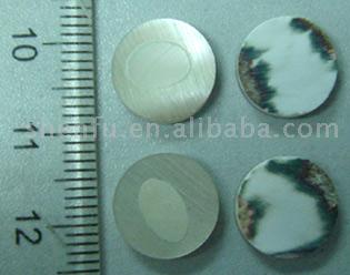  Trocas Shell Blanks (Trocas Shell Blanks)