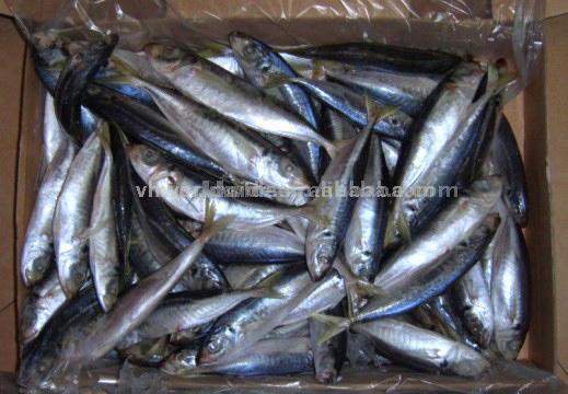  Horse Mackerel (Chinchard)