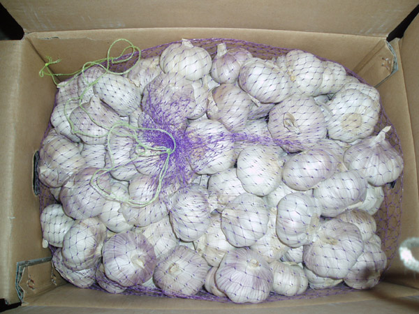  Fresh Pure/Normal White Garlic (Fraîche et pure / Normal ail blanc)