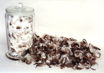  Feather ( Feather)