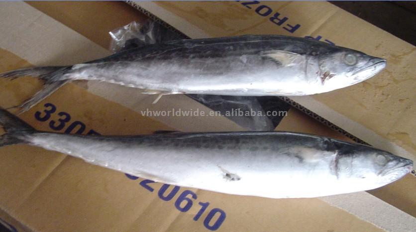  Frozen Pacific Mackerel