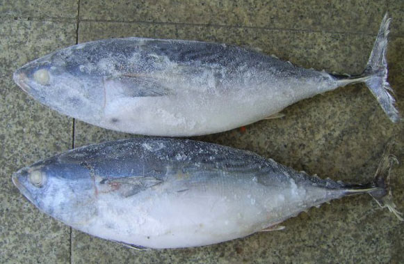  Frozen Bonito Tuna (Frozen Bonito Thunfisch)