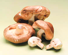 Champignon Pilz (Champignon Pilz)