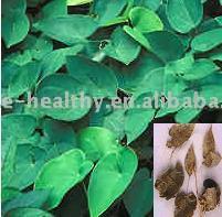  Epimedium Extract (Epimedium Extrakt)