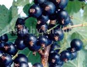  Bilberry Extract (Heidelbeere Extrakt)