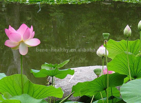  Lotus Leaf PE (Лист лотоса PE)
