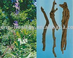  Salvia Root Extract