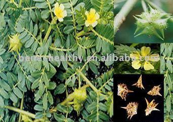  Tribulus Terrestris Extract