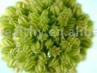  Gynostemma Tentaphyllum Extract (Gynostemma Tentaphyllum Ausschnitt)