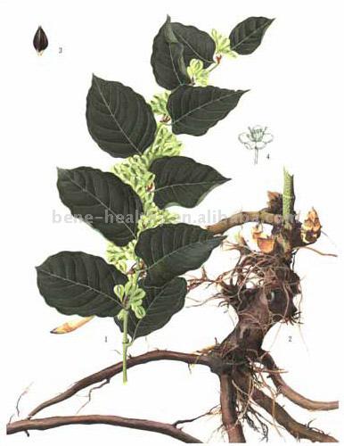  Polygonum Cuspidatum Extract (Polygonum cuspidatum Extrakt)