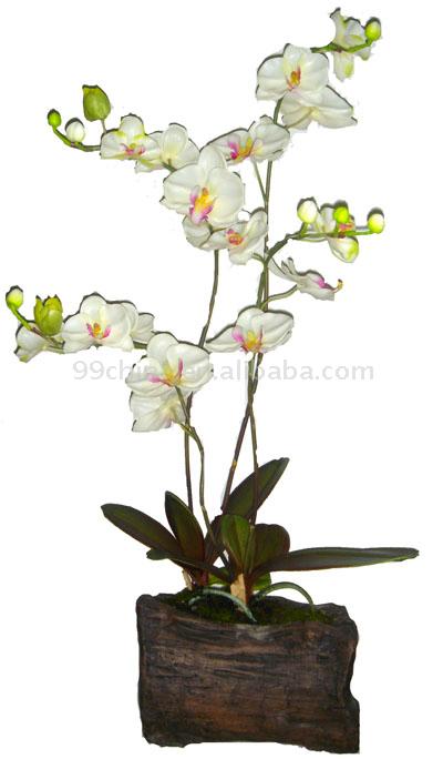 Phalaenopsis Orchid (Phalaenopsis Orchid)