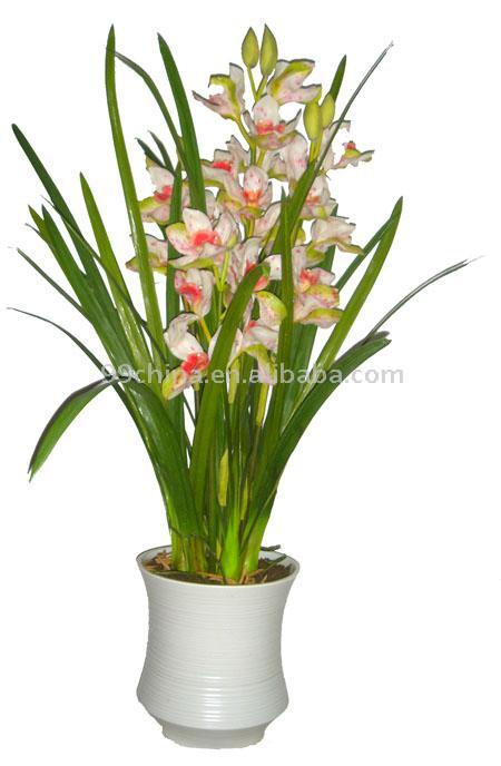  Cymbidium Orchid (Cymbidium Орхидея)