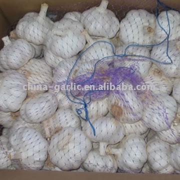 China Garlic (China Knoblauch)