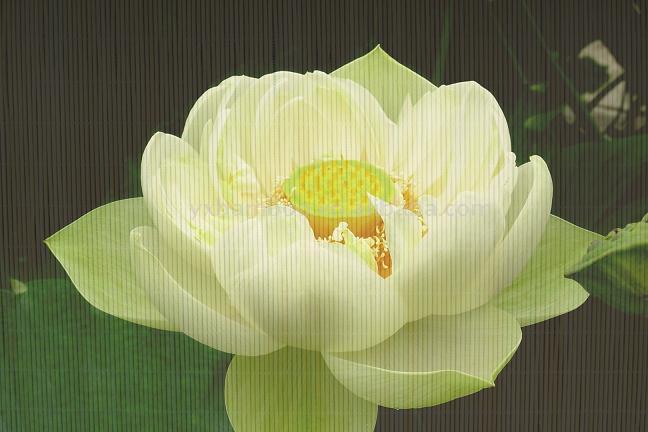  Printed 2.5mm Bamboo Mat (Imprimé 2.5mm nattes de bambou)