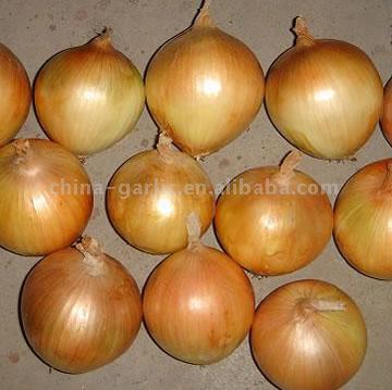 Yellow Onions (Gelbe Zwiebeln)