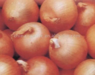  Red Onions (Oignons rouges)