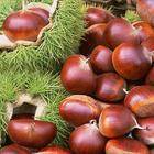  Chestnut ( Chestnut)