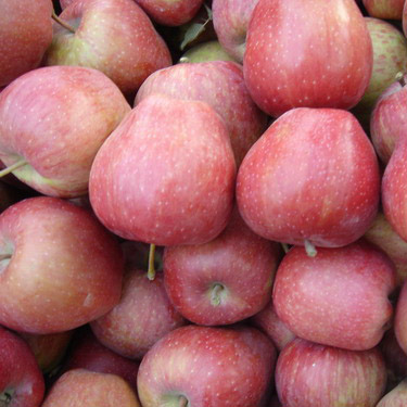  Red Star Apple (Красная звезда Apple)