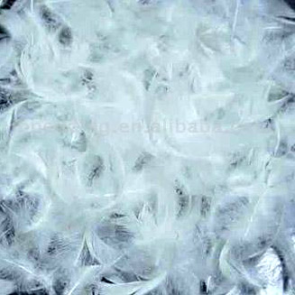 Feather (Feather)
