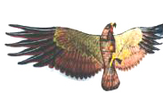  Hawk Kite ( Hawk Kite)