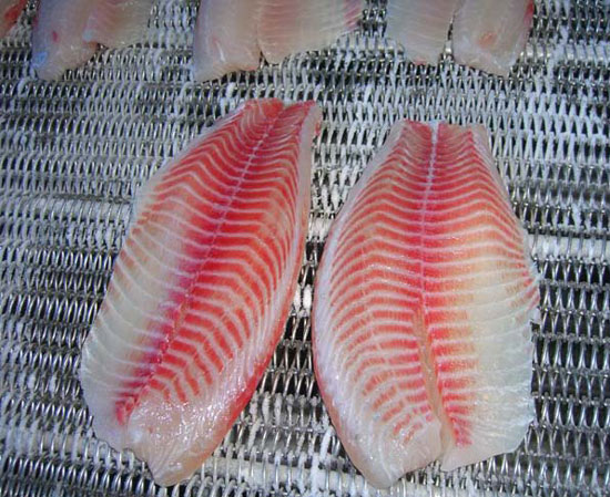  Tilapia Fillets (Filets de tilapia)