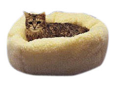  Cat Cote