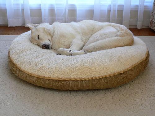  Pet Bed ( Pet Bed)