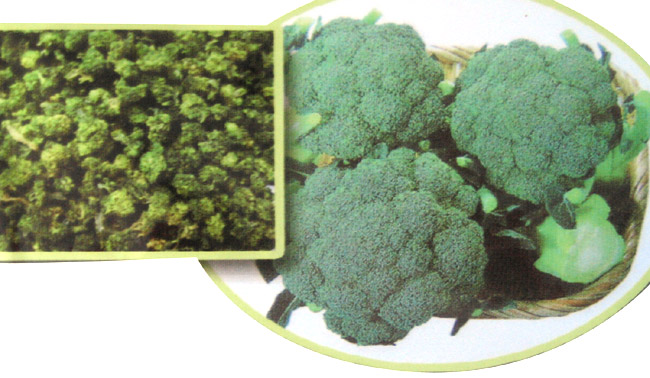  AB Broccoli