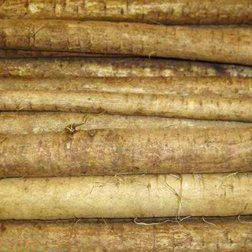  Fresh Burdock (Fresh Bardane)