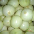  Fresh Onion (L`oignon frais)